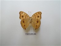 藏品(眼蛺蝶)的圖片